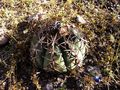 Echinocactus horizonthalonius rus 416