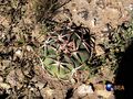 Echinocactus horizonthalonius RUS 422