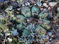 Echinocactus horizonthalonius RUS 444