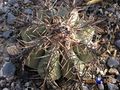 Echinocactus horizonthalonius rus 450