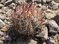 Echinocactus horizonthalonius rus 454