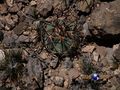 Echinocactus horizonthalonius rus 489
