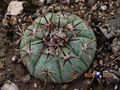 Echinocactus horizonthalonius rus 502