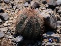 Echinocactus horizonthalonius rus 511