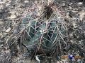 Echinocactus horizonthalonius rus 514