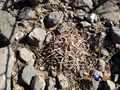 Echinocactus horizonthalonius rus 577 Durango