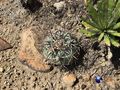 rus594 Echinocactus horizonthalonius Buen Dia,<br>Durango