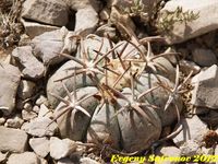 Echinocactus horizontalonius