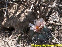 Echinocactus horizontalonius v.subiki
